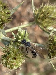 Colpa quinquecincta