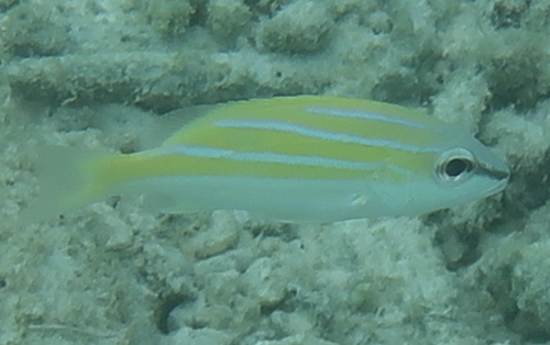 Bengal snapper (Lutjanus bengalensis) — Lutjanidae