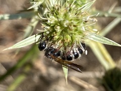 Colpa quinquecincta