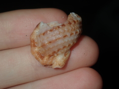 Dulcerana granularis