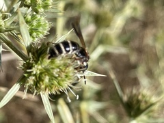 Colpa quinquecincta