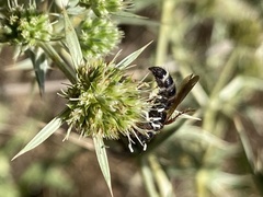 Colpa quinquecincta