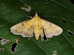 Herpetogramma basalis