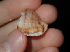 Dulcerana granularis