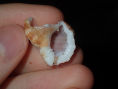 Dulcerana granularis