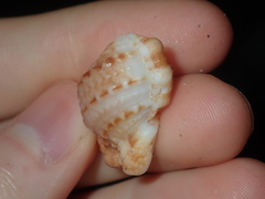 Dulcerana granularis