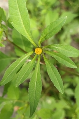 Bidens frondosa