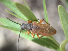Cortodera