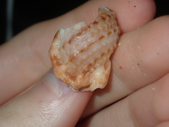 Dulcerana granularis