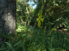 Melilotus altissimus