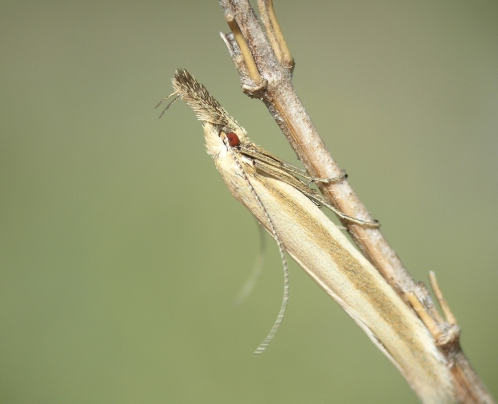 Pleurota pyropella