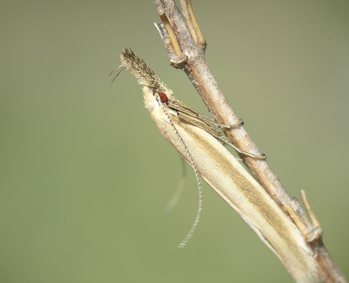 Pleurota pyropella