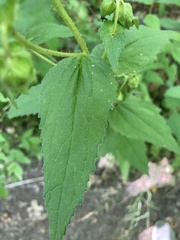 Campanula trachelium