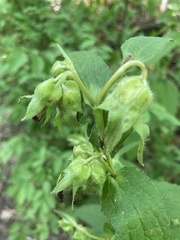 Campanula trachelium