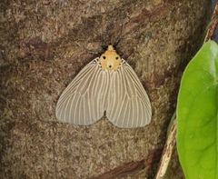 Neochera inops