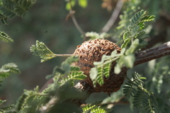 Tanaostigmatidae
