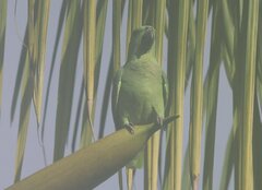 Graydidascalus brachyurus