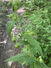 Campanula trachelium