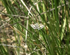 Atralata albofascialis