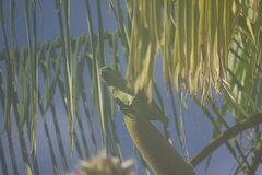 Graydidascalus brachyurus