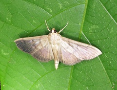 Omiodes pernitescens