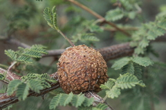 Tanaostigmatidae