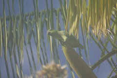 Graydidascalus brachyurus