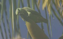 Graydidascalus brachyurus