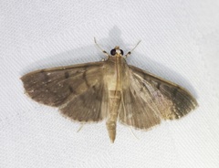 Patania punctimarginalis