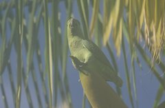 Graydidascalus brachyurus