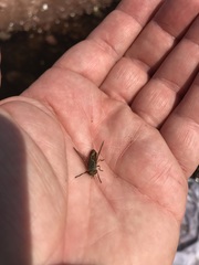 Tabanus nigrovittatus
