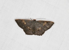Serratophyga subangulata