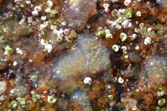 Aplidium glabrum