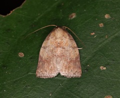 Beara tortriciformis