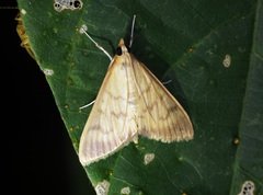 Crypsiptya coclesalis