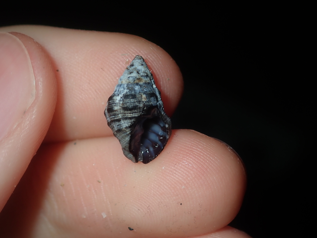 Semiricinula muricina