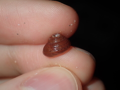 Clanculus consobrinus