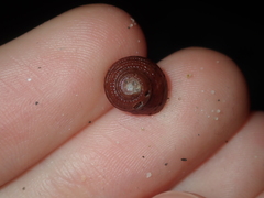 Clanculus consobrinus