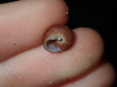 Clanculus consobrinus