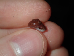 Clanculus consobrinus