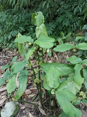 Paraphlomis javanica