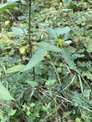 Galeopsis segetum