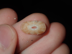 Amblychilepas oblonga