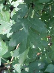 Crataegus