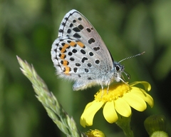 Pseudophilotes bavius