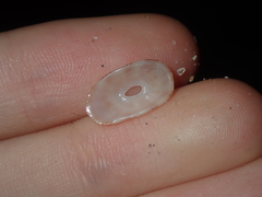 Amblychilepas oblonga