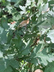 Crataegus