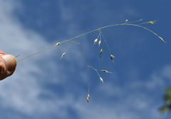 Eriachne pallescens