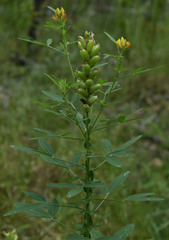 Crotalaria goreensis
