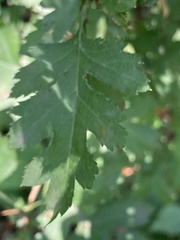 Crataegus